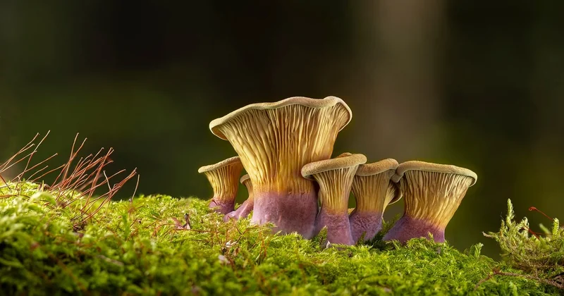 Comment repérer un vrai séjour nature et écologique