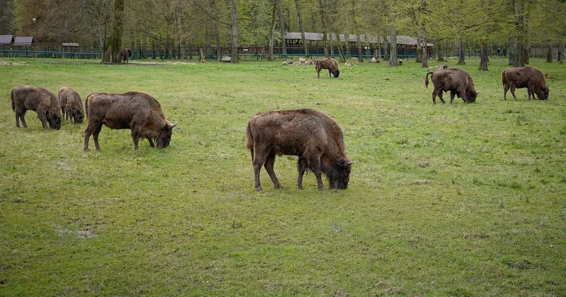 Les plus beaux parcs nationaux d'Europe : ce que les guides survolent